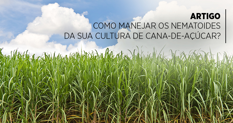 Como manejar os nematoides da sua cultura de cana-de-açúcar?