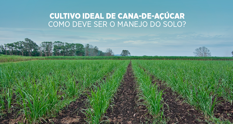 Cultivo ideal de cana-de-açúcar: como deve ser o manejo do solo?