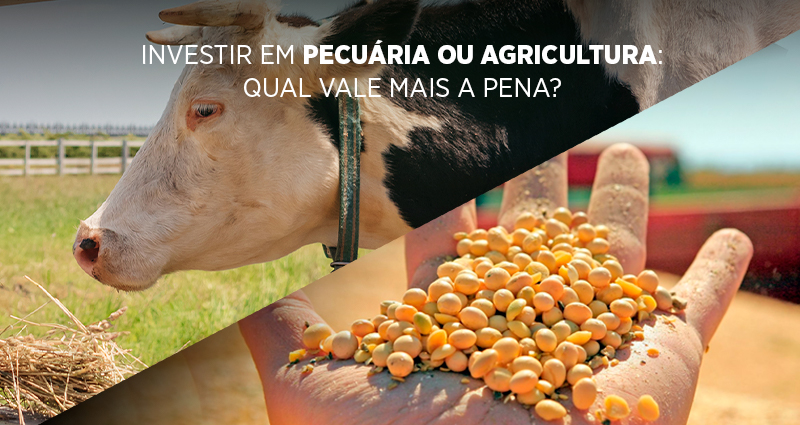 Investir em pecuária ou agricultura: qual vale mais a pena?