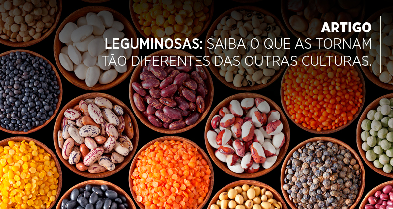 Leguminosas: saiba o que as tornam tão diferentes das outras culturas.