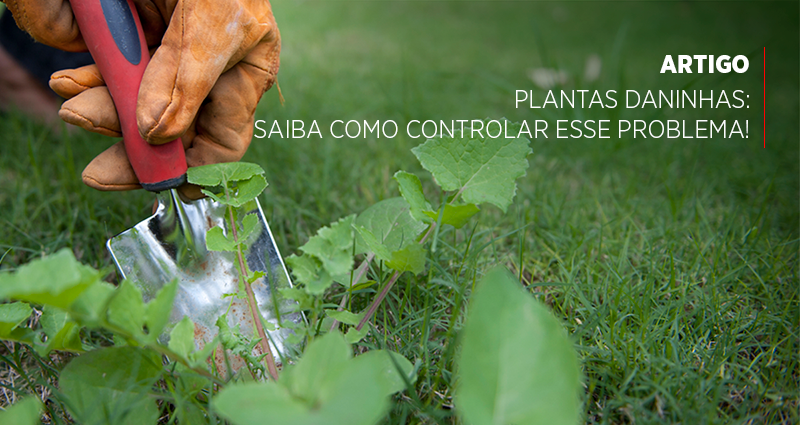 Plantas daninhas: saiba como controlar esse problema!