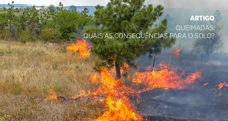 Queimadas: quais as consequências para o solo?